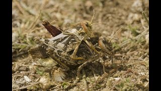 Prionotropis flexuosa mating behaviour [upl. by Monjan]