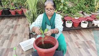 Euphorbia milii Plant grow from cuttings viralvideo houseplant indoorplants terracegarden [upl. by Leva444]