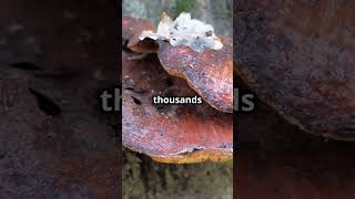 How 2 Creepy Fungi Facts facts creepyfacts scary fungi fungus mushroom mushrooms [upl. by Suirtemed322]