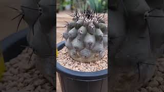 빛나는TV Copiapoa cinerea 흑왕환 [upl. by Hinman]