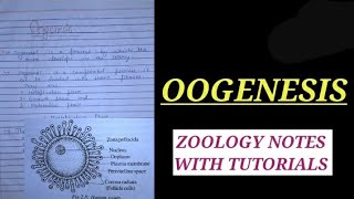 OOGENESIS IN HINDI oogenesis zoology bsczoology vbu bbmku skmu zoologynotes ZOOLOGYNOTES [upl. by Emiline]