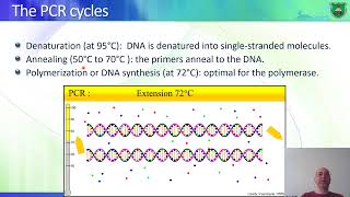 Polymerase chain reaction PCR and realtime qPCR [upl. by Enelram172]