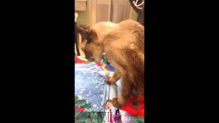 VETgirl Video Ventroflexion of the neck in a cat with chronic renal disease [upl. by Disharoon]