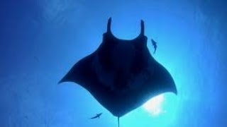 Socorro  Diving with Giant Mantas Whale Sharks and Dolphins  4K [upl. by Kurtzig]