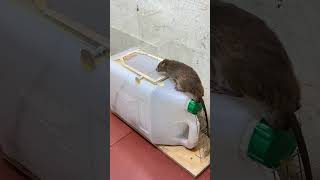 Easy mouse trapBest mousetrap ideas from plastic cans mouse rattrap mousetrap [upl. by Tohcnarf210]