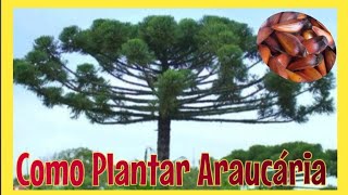 Como Plantar araucária passo a passo [upl. by Weksler]