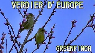 VERDIER DEUROPE  Greenfinch [upl. by Narok]