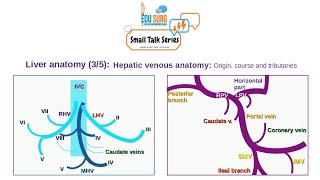 Liver anatomy  Portal vein anatomy hepatic vein anatomy  Branches of portal vein [upl. by Pournaras116]