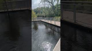 Hurricane Milton Floods Sweetwater Creek to Boardwalk Black Bellied Whistling Ducks at Solary Park [upl. by Metsky475]