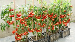 The easiest and most fruitful way to grow tomatoes at home for beginners [upl. by Thora672]