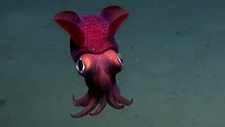 Facts The Bobtail Squid [upl. by Einomrah]