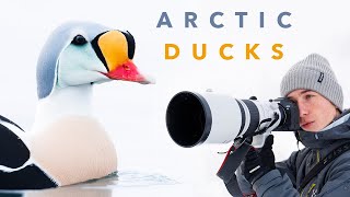 I Spent 28 Hours in a Floating Hide to Photograph Ducks in the Arctic [upl. by Cinom128]