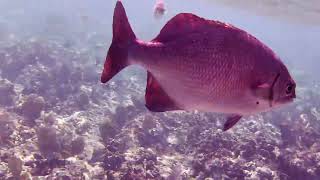 Jibacoa Reef Snorkeling from Memories Jibacoa Resort Cuba 2023 [upl. by Acinorej]