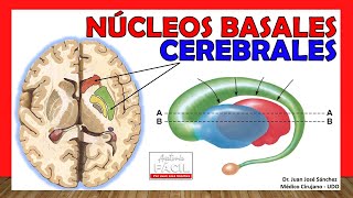 🥇 Anatomía de los GANGLIOS BASALES Núcleos Basales ¡Explicación Sencilla [upl. by Sommers]