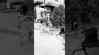 belgianmalinois streetfighter shortsfeed shorts [upl. by Neall128]