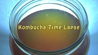 Kombucha Time Lapse [upl. by Ahteres]