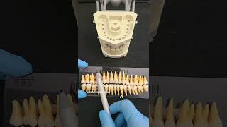 🦷✨ Dental Tip How to Differentiate Right Teeth from Left Teeth ✨🦷 [upl. by Ranger553]