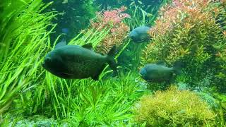 Redbellied piranha Pygocentrus nattereri prespawning and social behaviours [upl. by Casilda644]