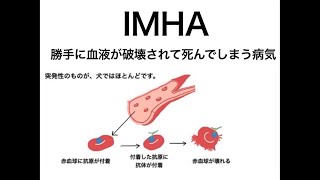 血液が壊される病気IMHA説明部分を抽出しました [upl. by Essy]