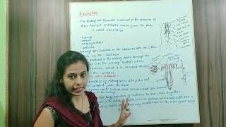 Class 10  Excretion In plants and animals  Biology [upl. by Ylle]