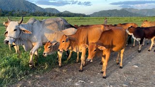 Voice Cow  Cows mooing in the fields  Cow video [upl. by Lemmy]