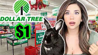 Things You Can Buy at DOLLAR TREE for Rabbits [upl. by Ylahtan]