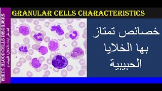 Lecture 3 2 Granular Cells Characteristics [upl. by Oicirbaf895]