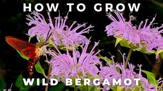 Complete Guide to Wild Bergamot Monarda Fistulosa [upl. by Emlin]