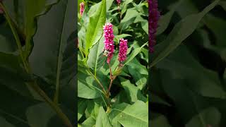 Smartweed nature flowerplant wildlife nativeflowers foraging [upl. by Spalding]