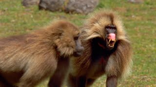 Así es una batalla entre geladas  National Geographic [upl. by Gery]