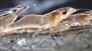 Parading Behavior in Parading Shrimp Macrobrachium dienbienphuense กุ้งเดินขบวน [upl. by Constanta]