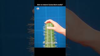 How to remove cactus thorns easily 🤔 factskdunya shortsfeed shorts [upl. by Idnerb]