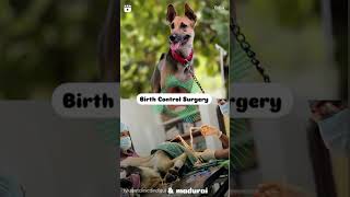 Animal Birth Control Dog at Lyka Pet Hospital Dindigul and Madurai [upl. by Anirtep629]