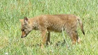 Coyote Pup Howl [upl. by Atina]