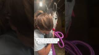 Update Sterling horse horserescue sterling [upl. by Abeh]