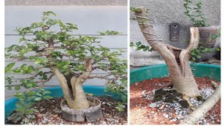 bonsai tree one years process progression bonsai serut  streblus asper  kesinai [upl. by Datnow]