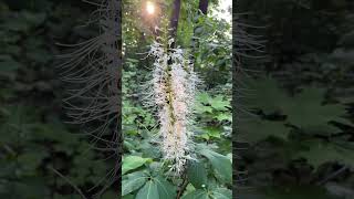 Bottlebrush buckeye beautiful flower❤️ [upl. by Leffert]