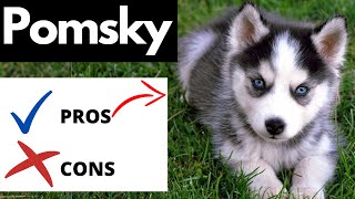 Pomsky Pros And Cons  Should You REALLY Get A POMSKY [upl. by Daffodil]