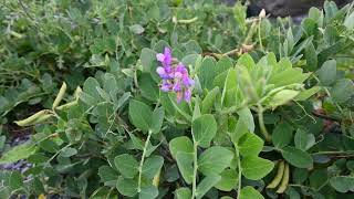 Lathyrus japonicus Beach Pea from Halifax [upl. by Irrehs238]