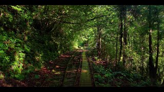 世界遺産 屋久島 縄文杉トレッキングコース Jomonsugi Trail in Yakushima Island 4K癒し音楽BGM付 [upl. by Gierk]