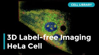 3D Labelfree Imaging of HeLa Cell [upl. by Etnaid]