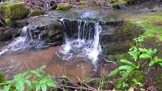 Relax with nature  woodland falls and bird song ambience [upl. by Aenehs]