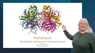 Chymotrypsin the catalytic mechanism of a serine protease [upl. by Ecnerual913]