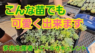 【多肉植物】【ガーデニング】こんな苗でも可愛く出来ます🎶徒長・日光不足・大丈夫‼️2024年9月3日 [upl. by Cory]