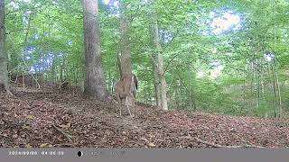 North Georgia Trail Camera 4 quotThe Ridgequot Location Whitetail Deer Viewing With Sound [upl. by Lora]