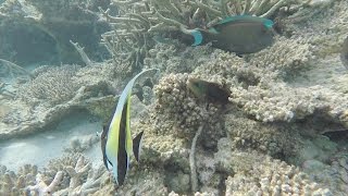 Snorkelling at Centara Grand Island Maldives [upl. by Yt]