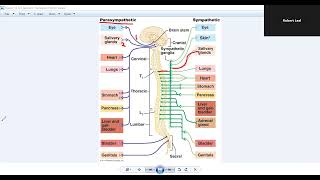 Chapter 14 The Autonomic Nervous System [upl. by Brenk]