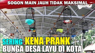 PENYEBAB SOGON TIDAK MAKSIMAL SAAT MAIN JAUH [upl. by Koran634]