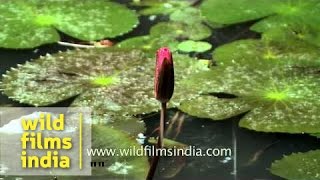 Water lily family Nymphaeaceae in a pond in Kerala [upl. by Negiam]