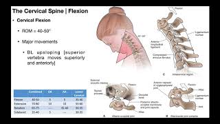 Cervical Flexion amp Extension BIOMECHANICS [upl. by Segal]